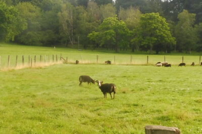 Agrandir l'image, fenêtre modale